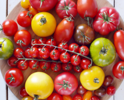 Variétés tomates