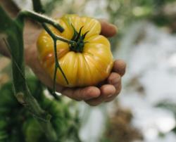 Tomate jaune